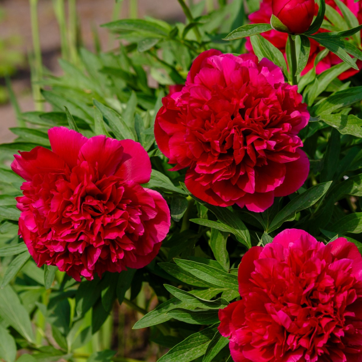 Pivoňka lékařská Rubra Plena - Paeonia officinalis - hlízy pivoňky - 1 ks