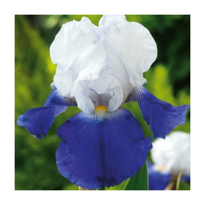 Kosatec německý Arpege - Iris germanica - hlízy kosatce - 1 ks