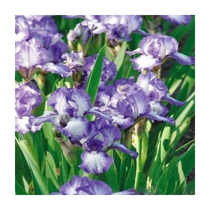 Kosatec nízký Petit Polka - Iris pumila - hlízy kosatce - 1 ks