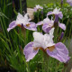 Kosatec sibiřský Kita-No-Seiza - Iris sibirica - hlízy kosatce - 1 ks