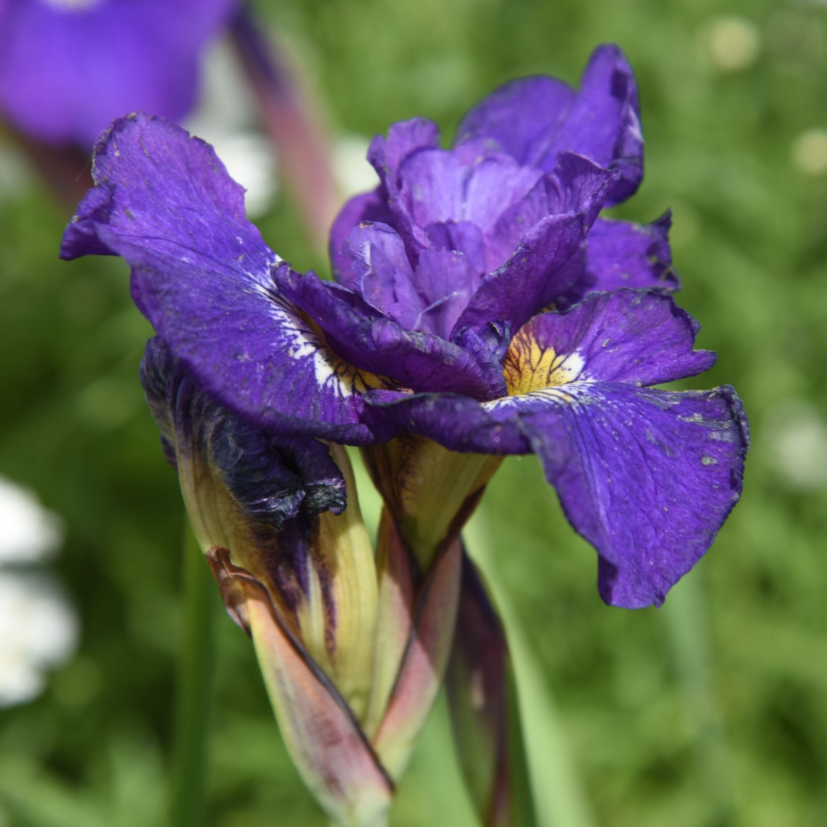 Kosatec sibiřský Double Standard - Iris sibirica - hlízy kosatce - 1 ks