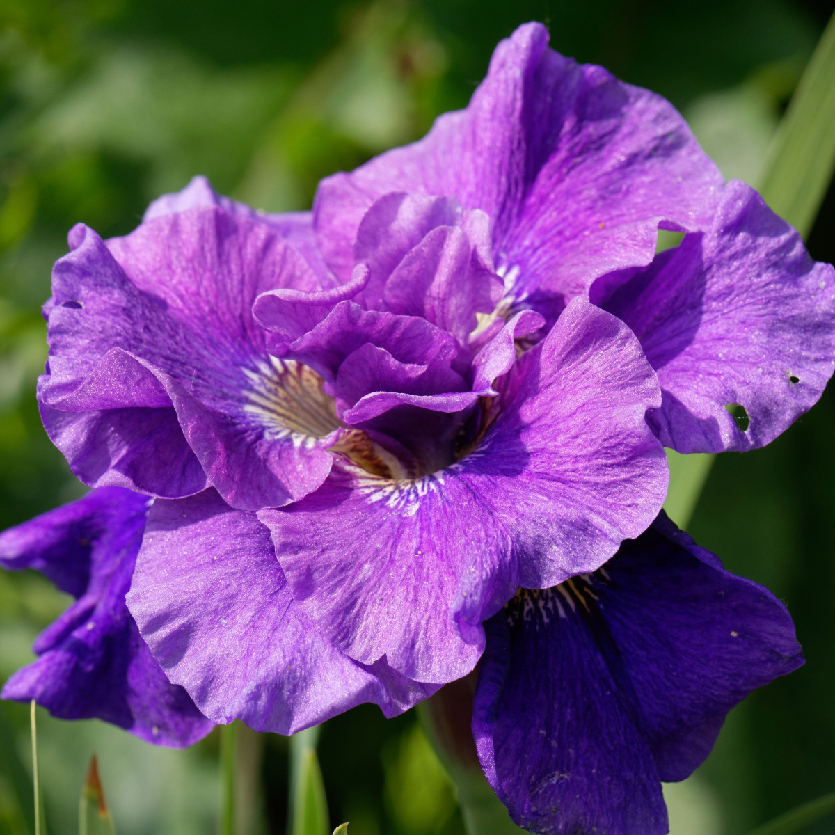 Kosatec sibiřský Concord Crush - Iris sibirica - hlízy kosatce - 1 ks