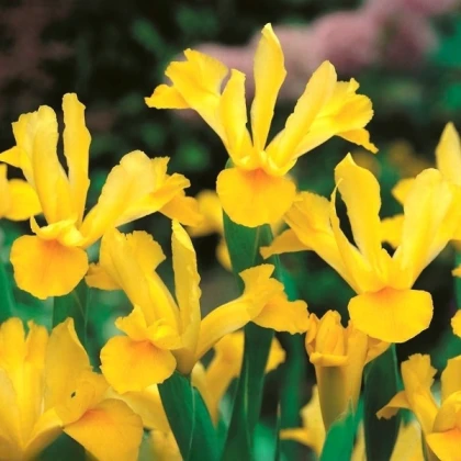 Kosatec holandský Golden Harvest - Iris hollandica - cibulky kosatce - 3 ks