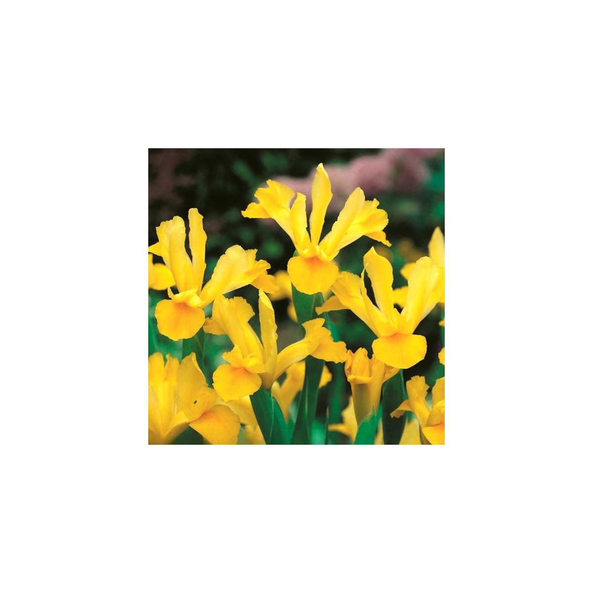 Kosatec holandský Golden Harvest - Iris hollandica - cibulky kosatce - 3 ks