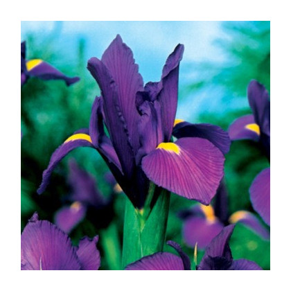 Kosatec holandský Purple Sensation - Iris hollandica - cibulky kosatce - 3 ks
