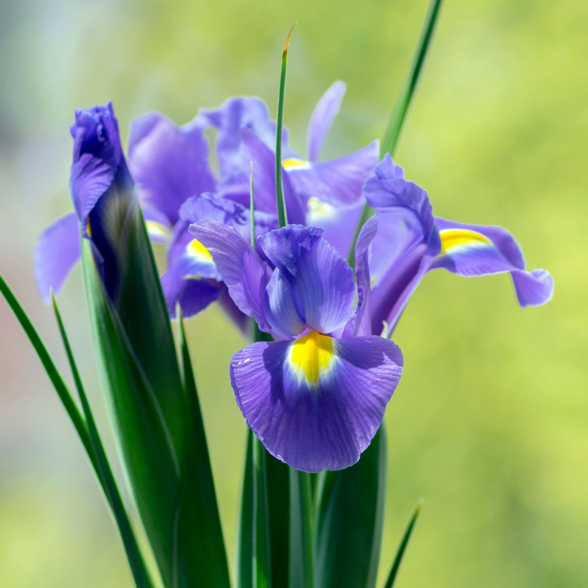 Kosatec holandský Sapphire Beauty - Iris hollandica - cibulky kosatce - 3 ks