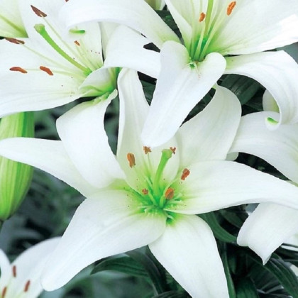 Lilie Canova - Lilium - cibule lilie - 1 ks