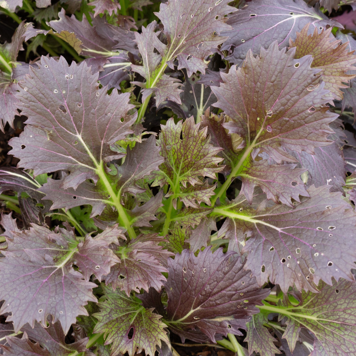 Mizuna Red Baron Plus F1 - Brassica rapa var. japonica - semena mizuny - 400 ks