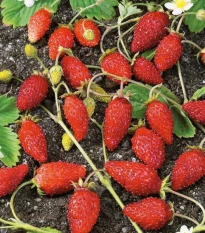 Poziomka alpejski Baron von Solemacher - Fragaria vesca - nasiona poziomki - 15 szt.