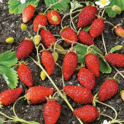 Poziomka alpejski Baron von Solemacher - Fragaria vesca - nasiona poziomki - 15 szt.