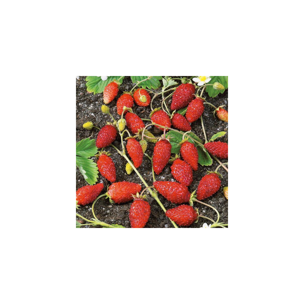 Poziomka alpejski Baron von Solemacher - Fragaria vesca - nasiona poziomki - 15 szt.