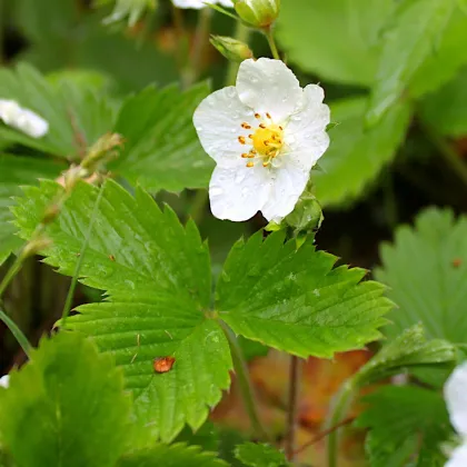 Poziomka alpejski Baron von Solemacher - Fragaria vesca - nasiona poziomki - 15 szt.