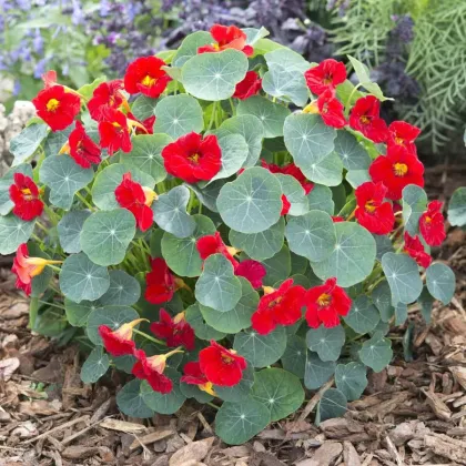 Nasturcja niska Baby Red - Tropaeolum minus - nasiona nasturcji - 8 szt.
