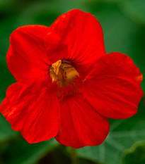 Nasturcja niska Baby Red - Tropaeolum minus - nasiona nasturcji - 8 szt.