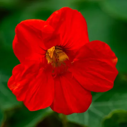Nasturcja niska Baby Red - Tropaeolum minus - nasiona nasturcji - 8 szt.