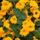 Nasturcja niska Baby Gold - Tropaeolum minus - nasiona nasturcji - 8 szt.