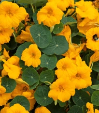 Nasturcja niska Baby Gold - Tropaeolum minus - nasiona nasturcji - 8 szt.