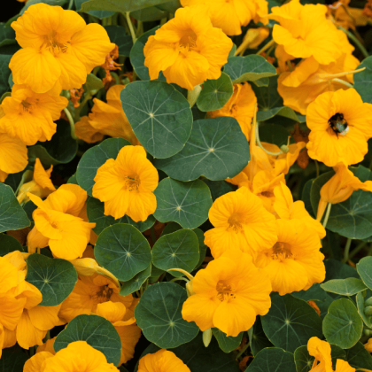 Nasturcja niska Baby Gold - Tropaeolum minus - nasiona nasturcji - 8 szt.