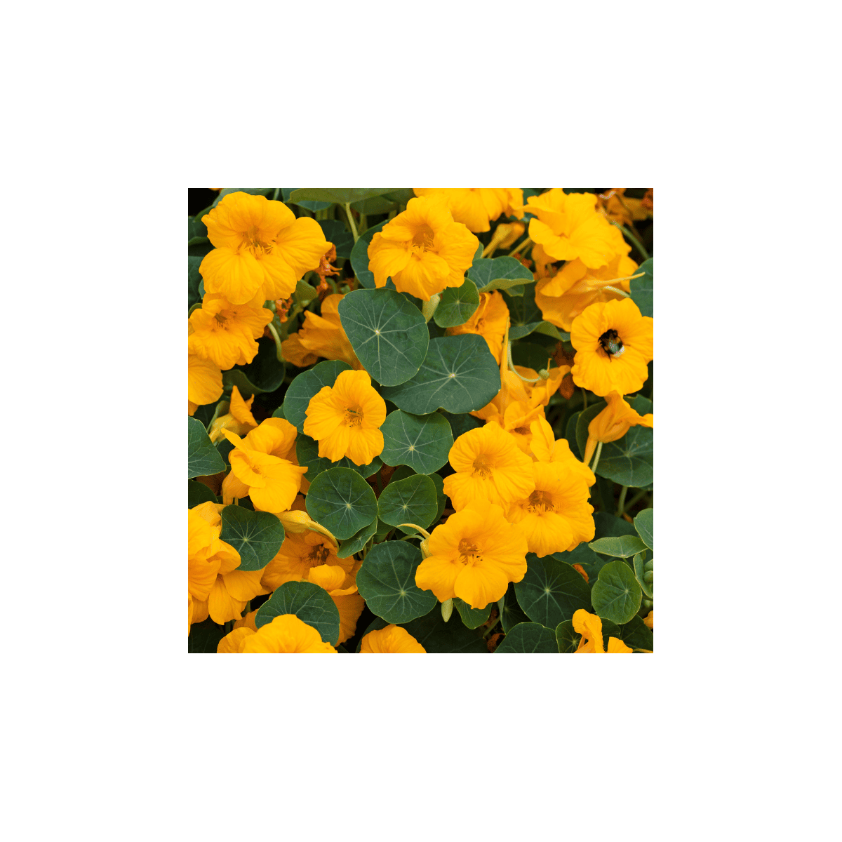 Nasturcja niska Baby Gold - Tropaeolum minus - nasiona nasturcji - 8 szt.