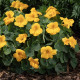 Nasturcja niska Baby Gold - Tropaeolum minus - nasiona nasturcji - 8 szt.