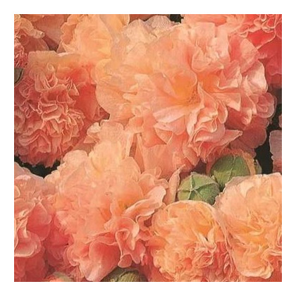 Topolovka Chaters Apricot - Alcea rosea - semena topolovky - 8 ks