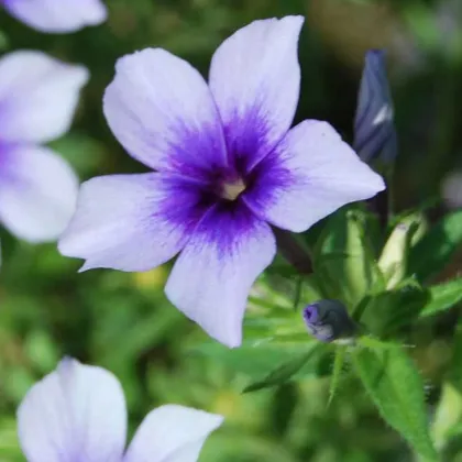 Plaménka Dolly F1 Sky Blue - Phlox drummondii - semena plaménky - 50 ks