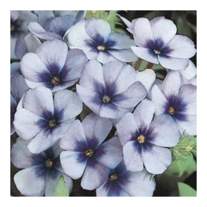 Plaménka Dolly F1 Sky Blue - Phlox drummondii - semena plaménky - 50 ks