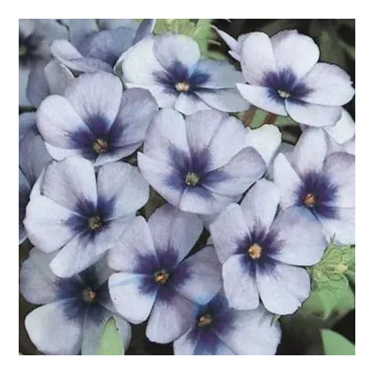 Plaménka Dolly F1 Sky Blue - Phlox drummondii - semena plaménky - 50 ks