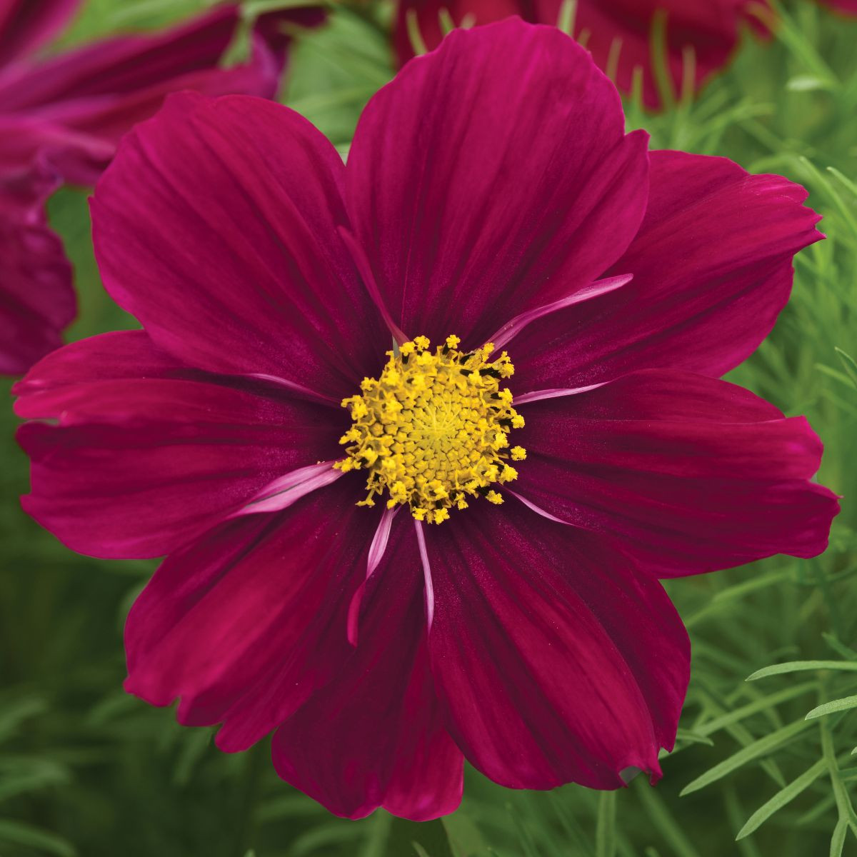 Krásenka Sonata Purple Shades - Cosmos bipinnatus - semena krásenky - 15 ks
