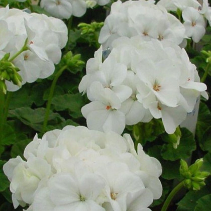 Muškát páskatý Blanka F1 - Pelargonium zonale - semena muškátu - 6 ks