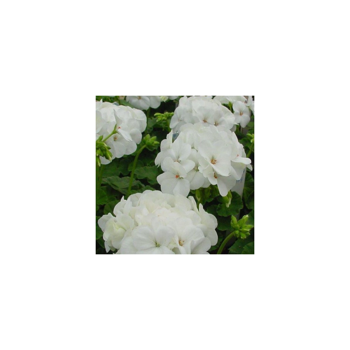 Muškát páskatý Blanka F1 - Pelargonium zonale - semena muškátu - 6 ks