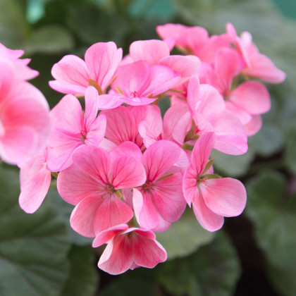 Muškát páskatý Jarka F1 - Pelargonium zonale - semena muškátu - 6 ks