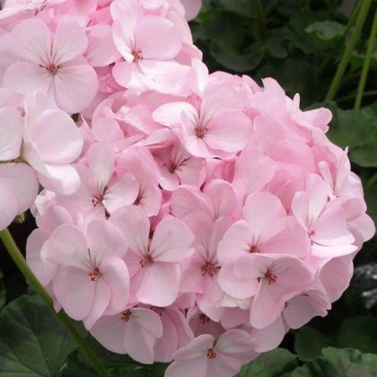 Muškát páskatý Jarka F1 - Pelargonium zonale - semena muškátu - 6 ks