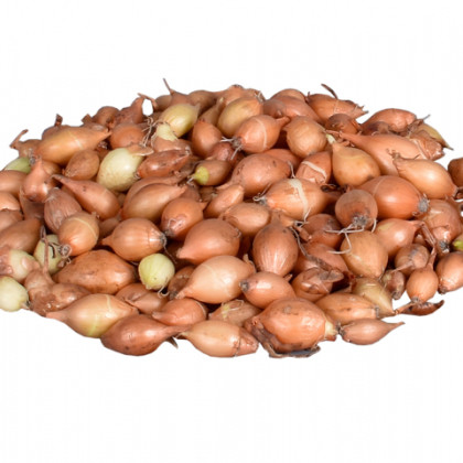 Cibule sazečka žlutá Hercules - Allium cepa - cibulky - 500 g