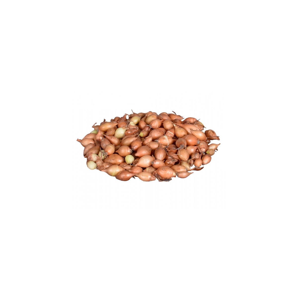 Cibule sazečka žlutá Hercules - Allium cepa - cibulky - 500 g