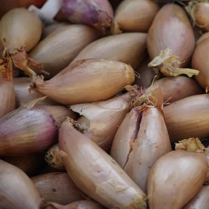 Cibule sazečka Rosanna - Allium cepa - cibulky - 250 g