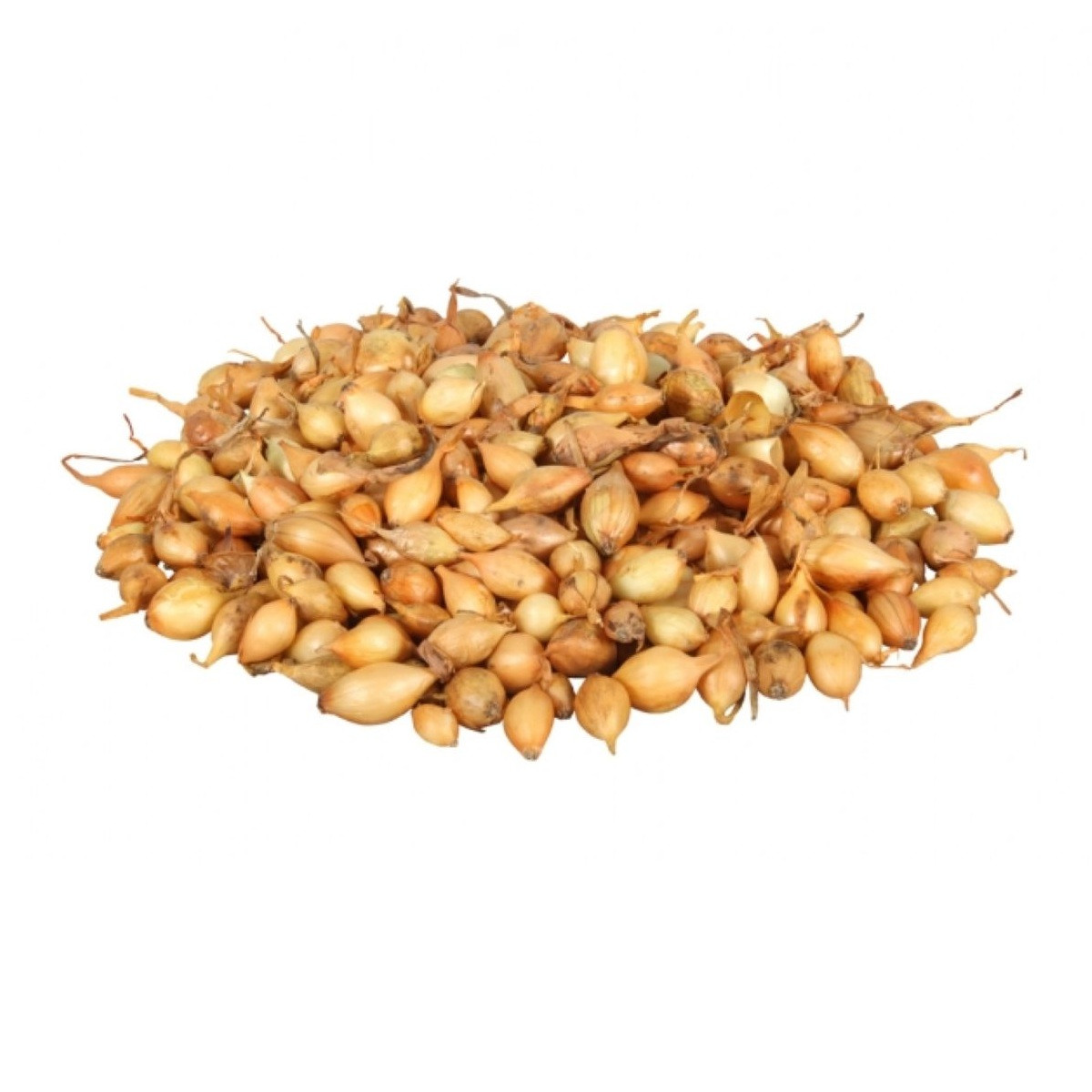 Cibule sazečka Sturon - Allium cepa - cibulky - 500 g