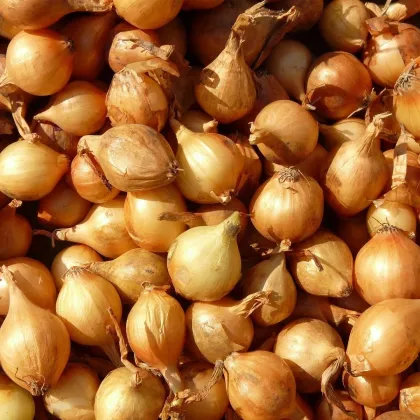 Cibule sazečka Sturon - Allium cepa - cibulky - 250 g