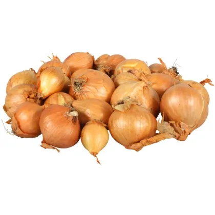 Cibule šalotka Golden Gourmet - Allium cepa - cibulky - 500 g