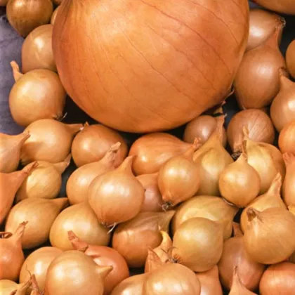 Cibule sazečka Štutgart - Allium cepa - cibulky - 500 g