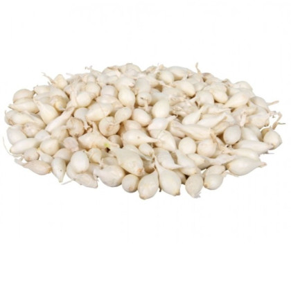 Cibule sazečka Snowball - Allium cepa - cibulky - 500 g