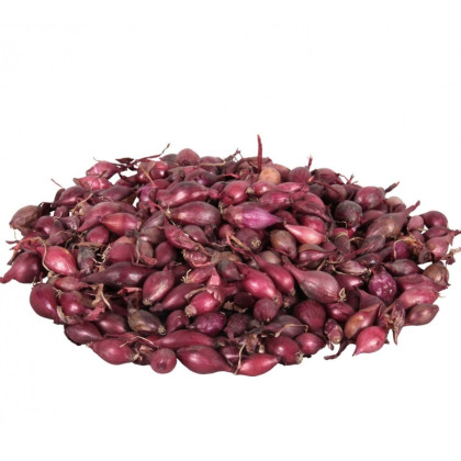 Cibule sazečka Karmen - Allium cepa - cibulky - 500 g