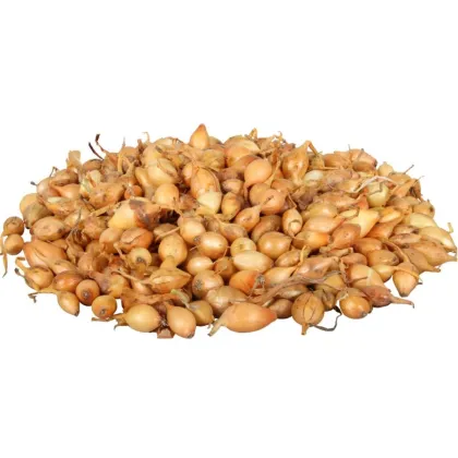 Cibule sazečka Všetana - Allium cepa - cibulky - 500 g