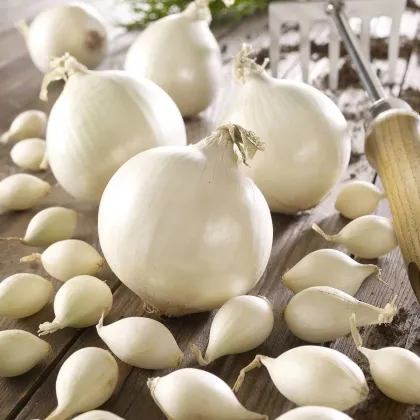 Cibule sazečka Snowball - Allium cepa - cibulky - 500 g