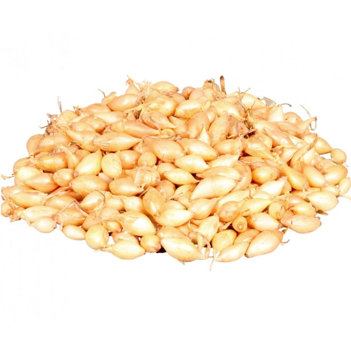 Cibule sazečka ozimá Shakespeare - Allium cepa - cibulky - 500 g