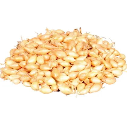 Cibule sazečka ozimá Shakespeare - Allium cepa - cibulky - 250 g