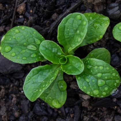 Sałata Miro - taśma siewna - 1 szt.