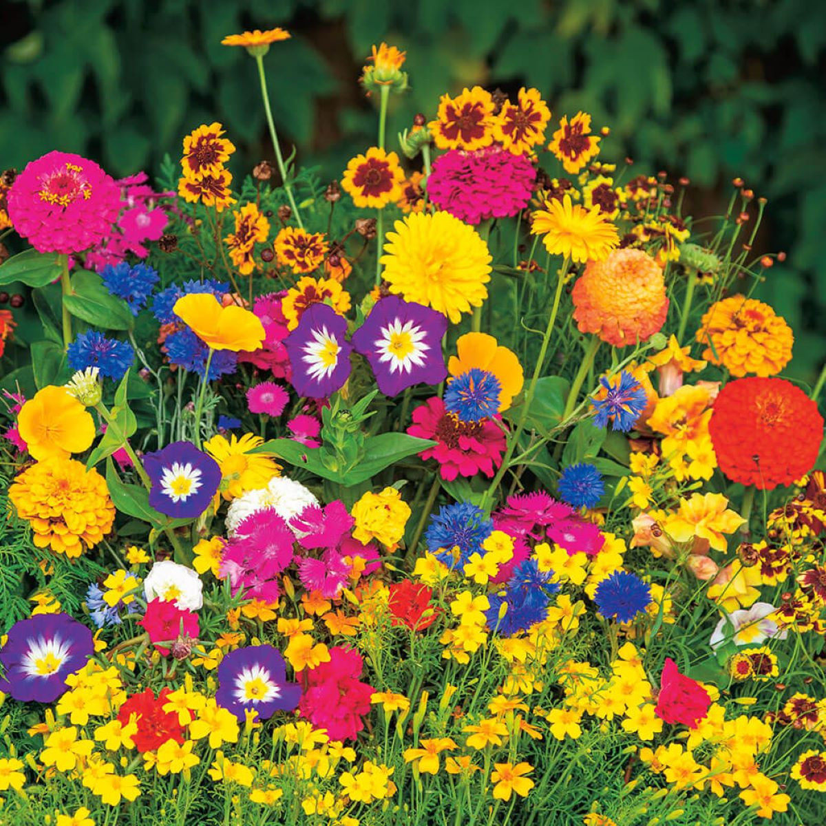 Květinový mix - výsevný koberec - 15x150 cm - 1 ks