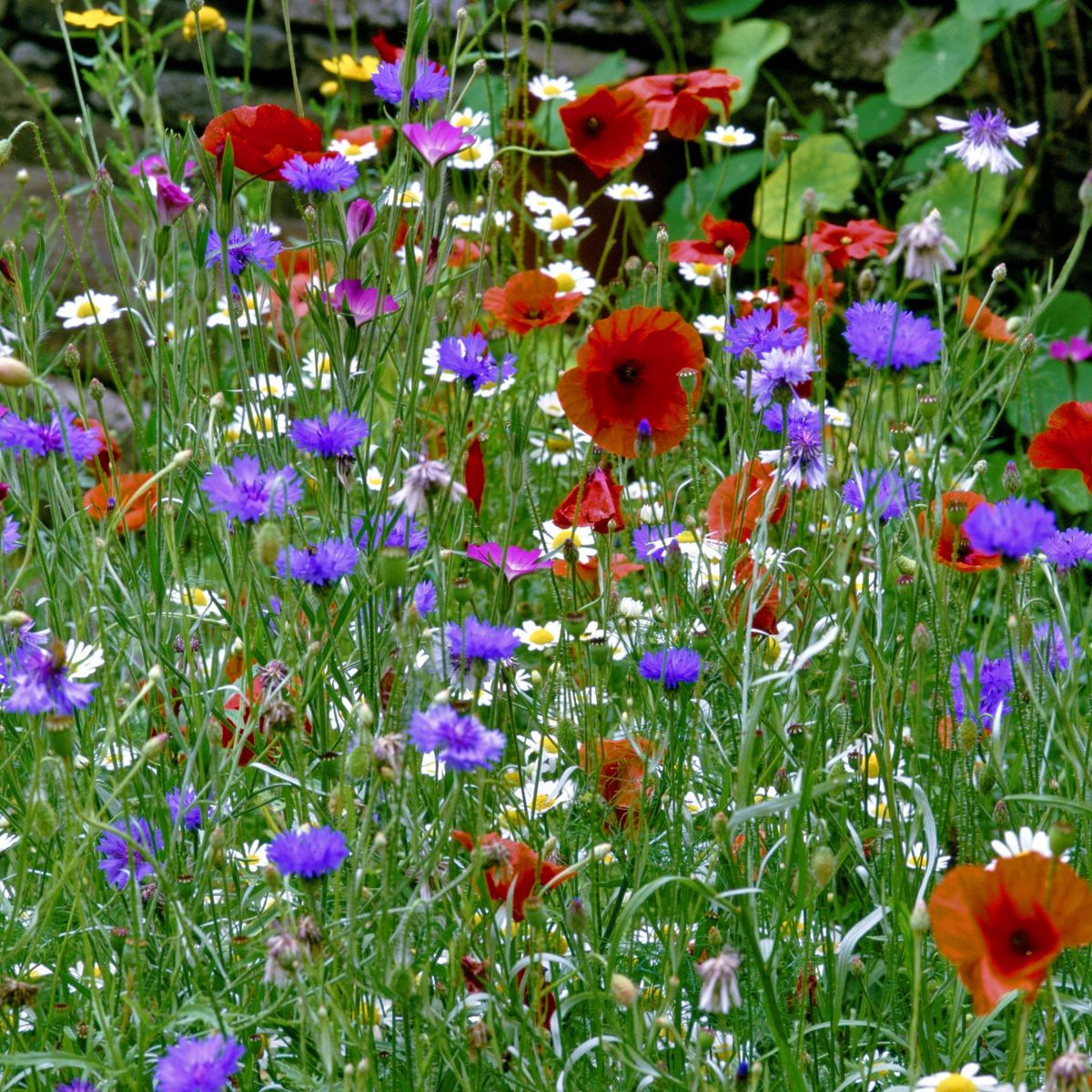 Květinová směs hmyzí louka - výsevný koberec - 15x150 cm - 1 ks