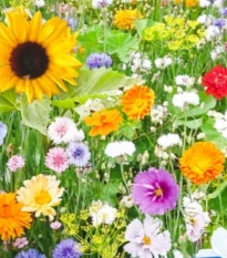 Mieszanka kwiatowa - Bird Buffet - nasiona Kiepenkerl - 1 szt.